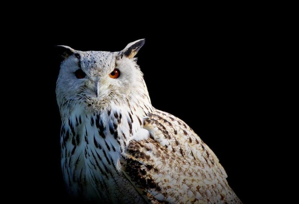 Owl Symbolism