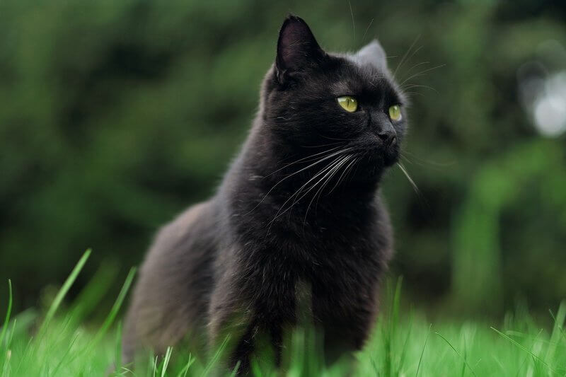 black cat