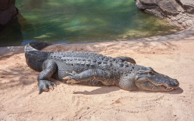 What do Dreams About Alligators Mean?