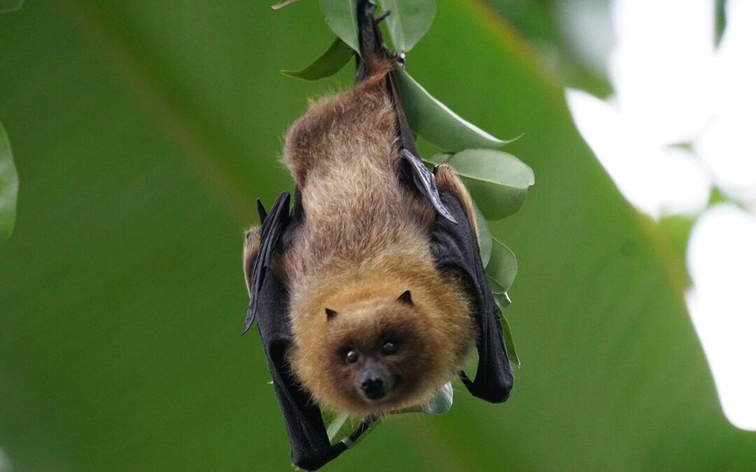 Bat Spirit Animal – Symbolism and Meaning