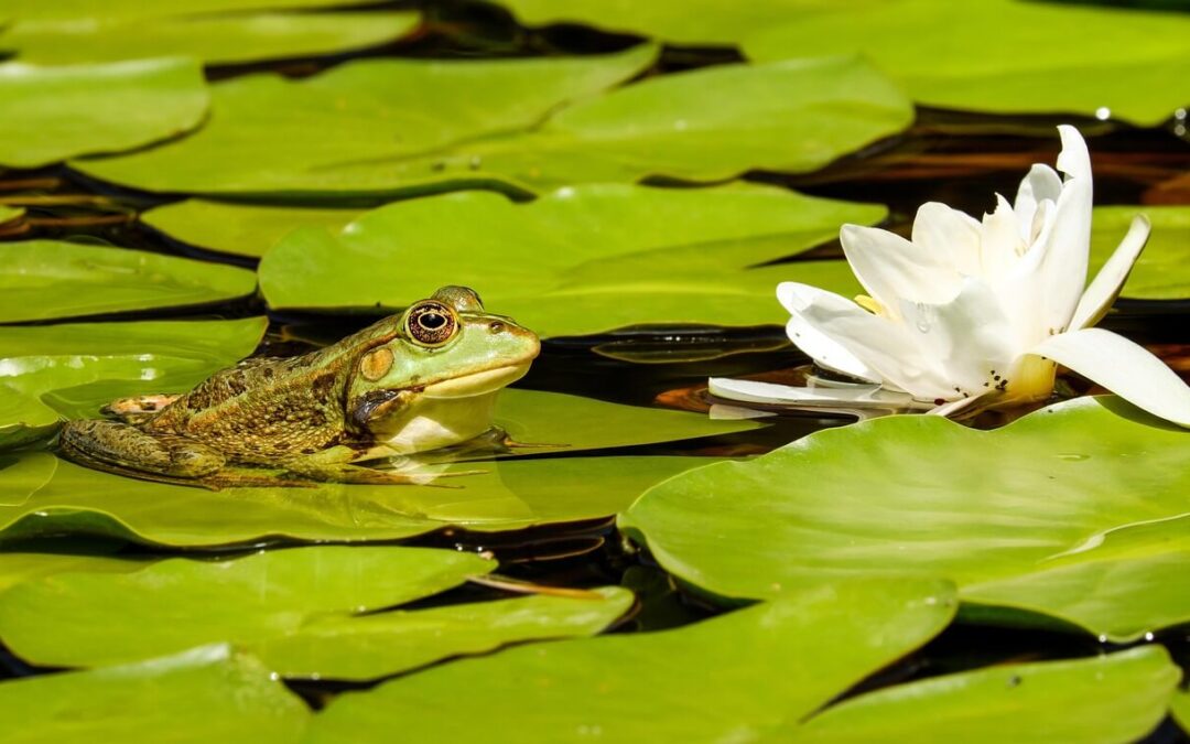 Frog Spirit Animal – Symbolism and Meaning