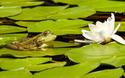 Frog Spirit Animal – Symbolism and Meaning