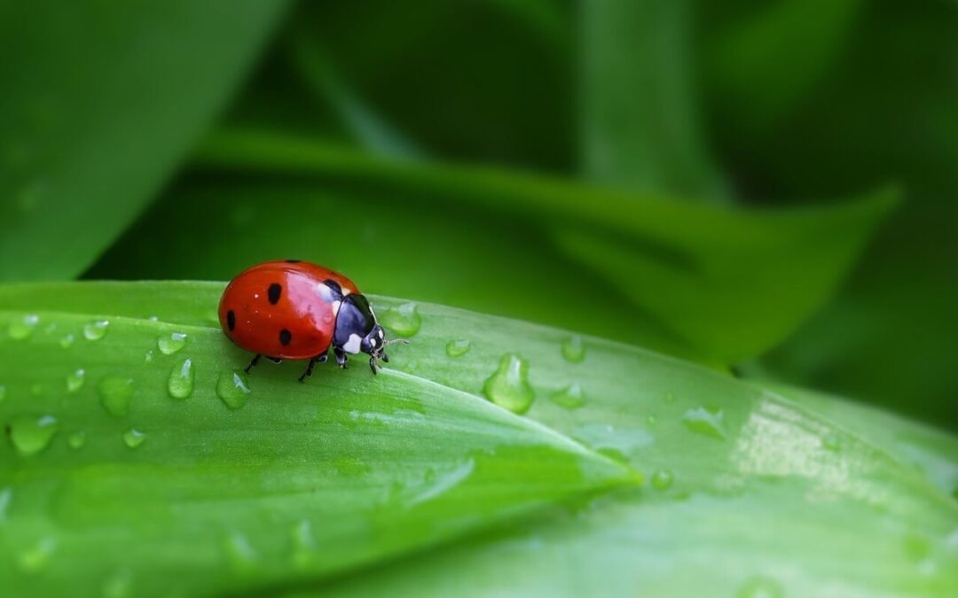 Ladybug Spirit Animal – Symbolism and Meaning
