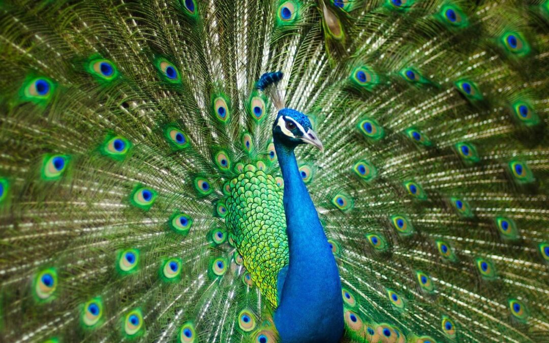 Peacock Spirit Animal – Symbolism and Meaning