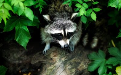 Raccoon Spirit Animal – Symbolism and Meaning