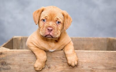 Dog Spirit Animal – Symbolism and Meaning