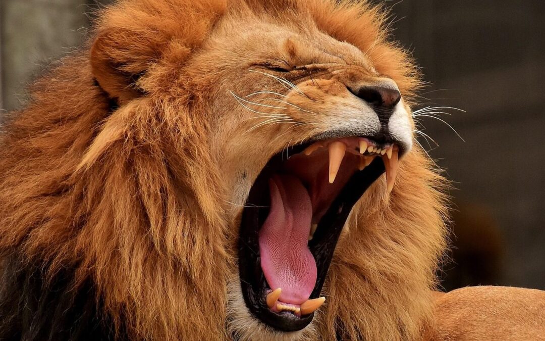 What Do Dreams About Lions Mean?